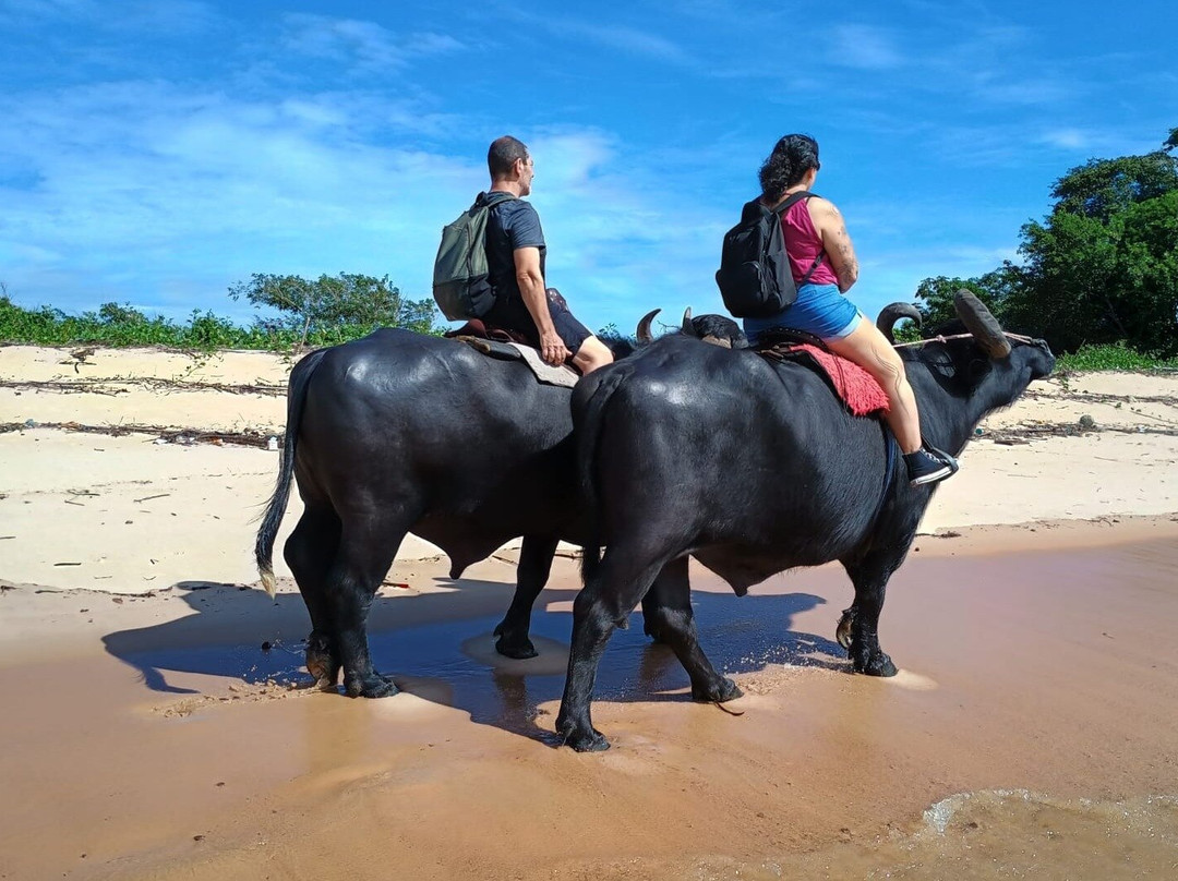 Marajó Búfalo Tur