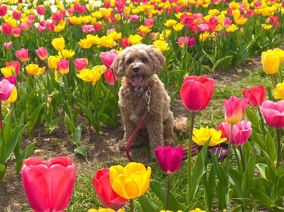 Tulleys Tulip Garden - Warwickshire-沃里克必去景点