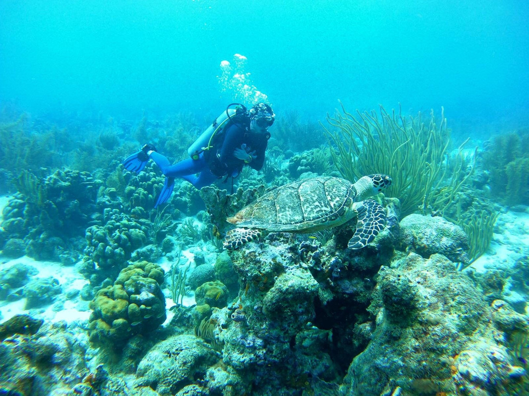 Tropical Divers Resort主图