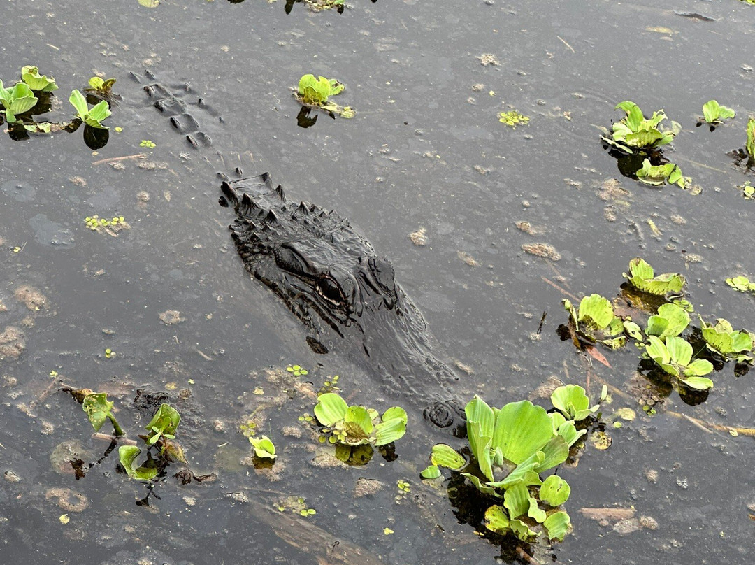Ragin Cajun Airboat Tours景点图片