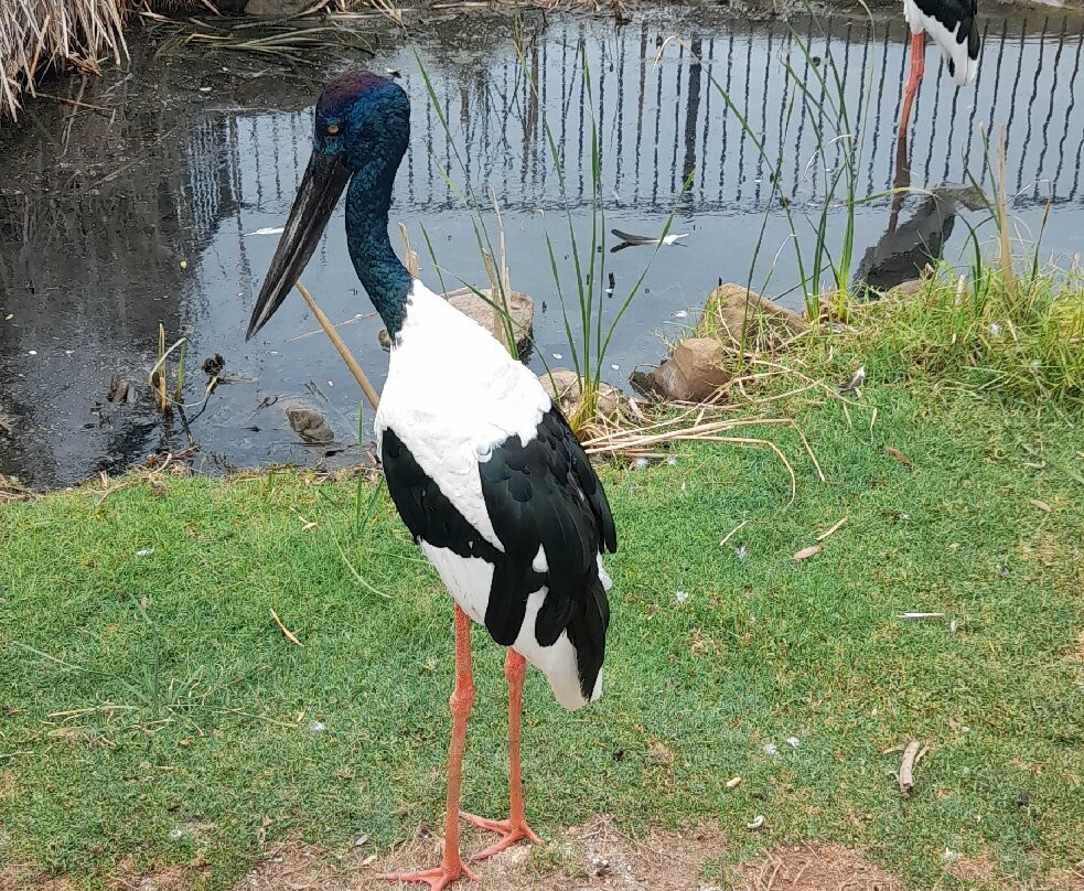 Hunter Valley Wildlife Park-Nulkaba必去景点
