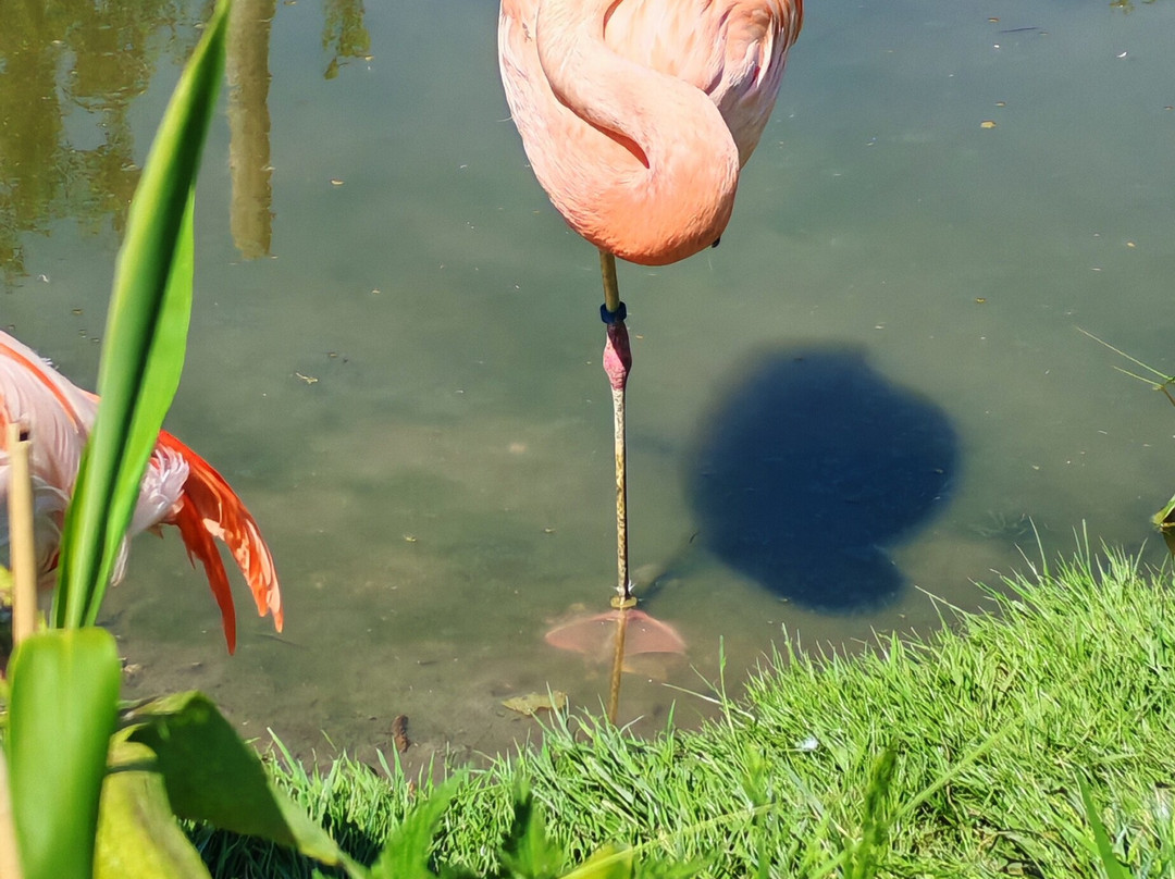 Wingham Wildlife Park景点图片