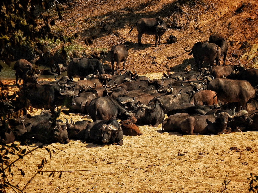 The Kruger Safari Co.-司库库札必去景点