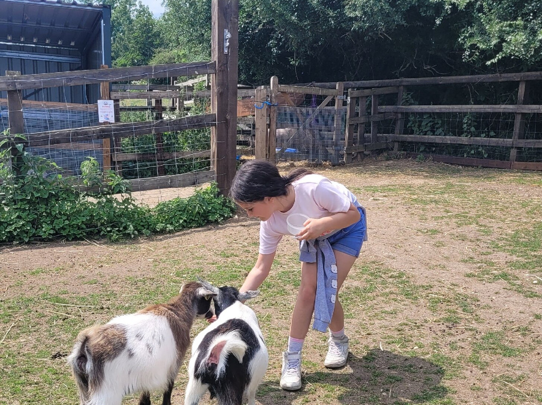 Stantons Farm - Petting Farm景点图片