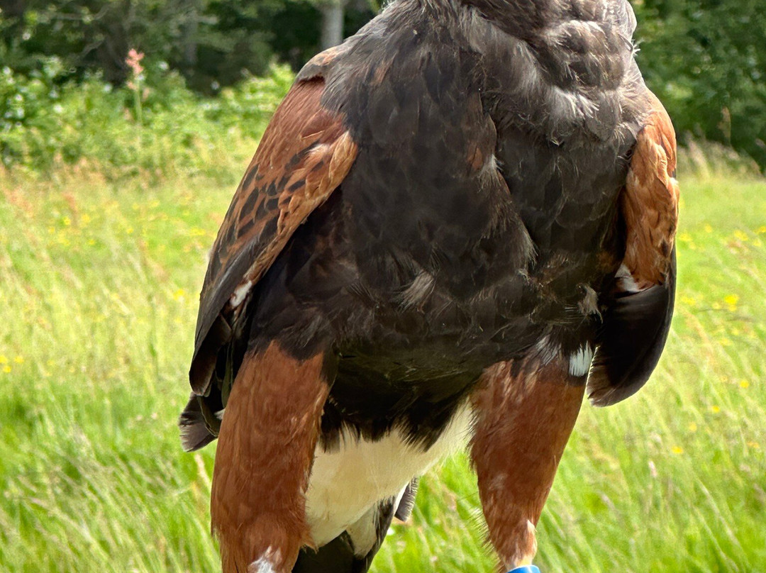 East Sussex Falconry景点图片