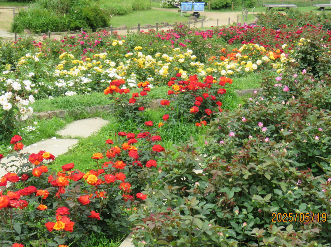 Hamadera Park-坂井市必去景点
