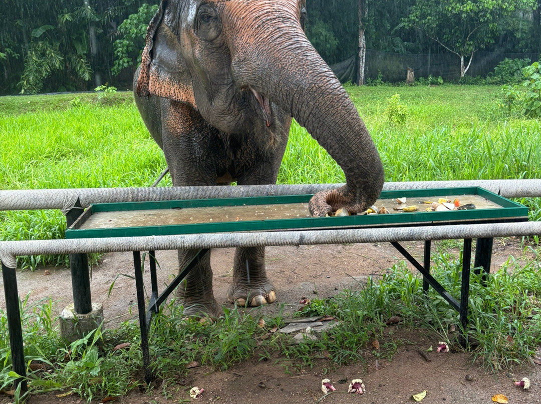 Phuket Elephant Nature Reserve景点图片