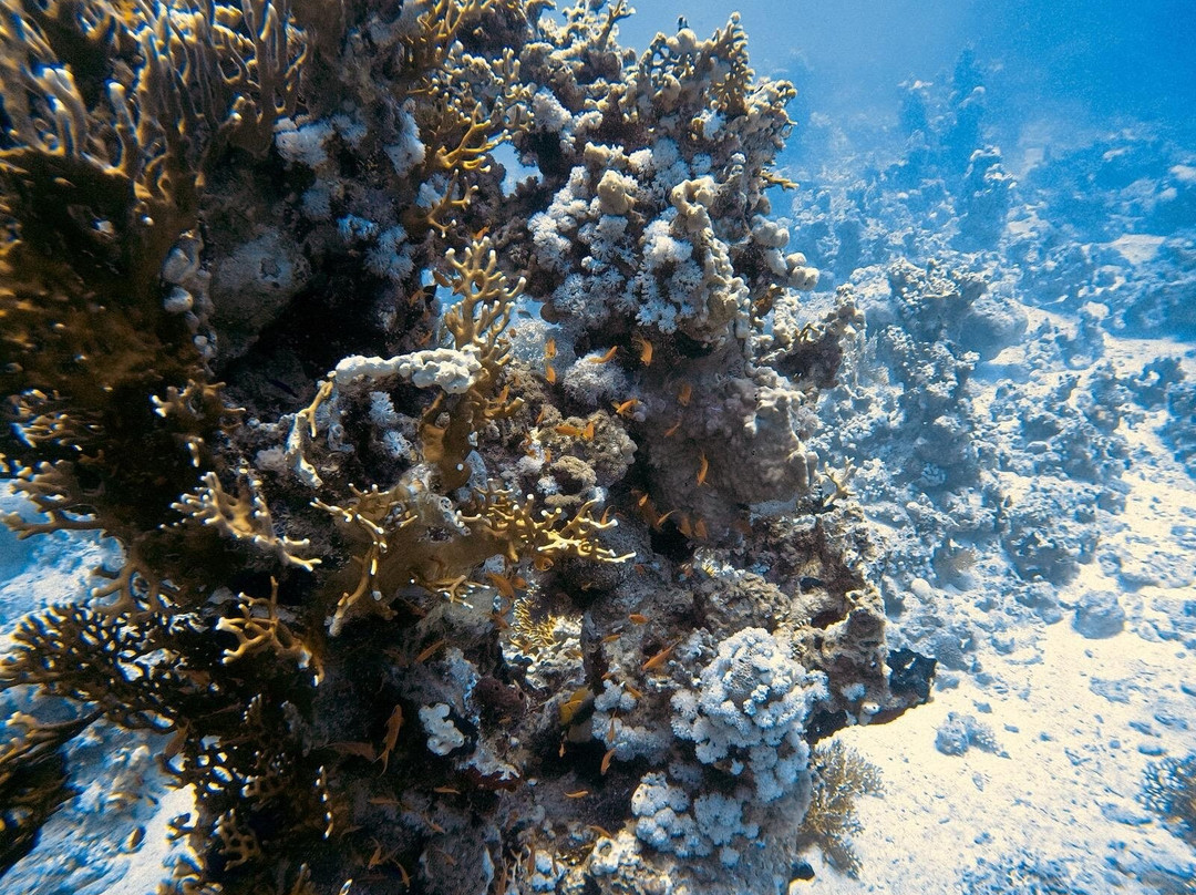 Pirates Dive Club-沙姆沙伊赫必去景点