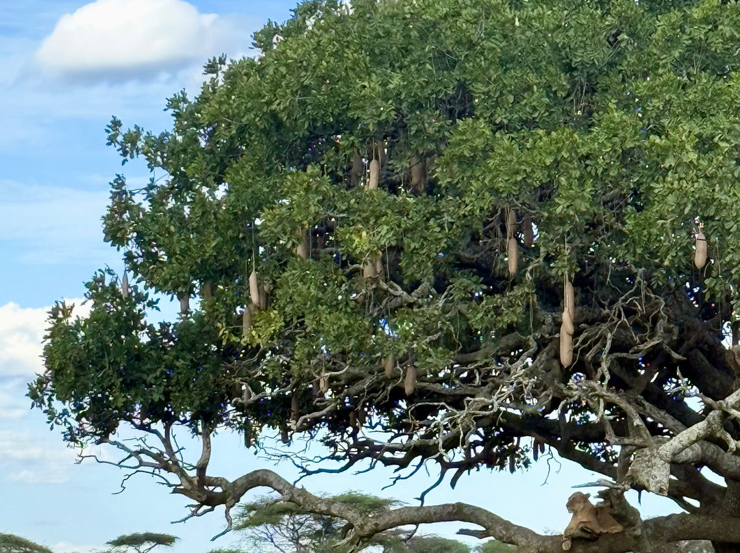 Wapo Africa Safaris Ltd-阿鲁沙必去景点