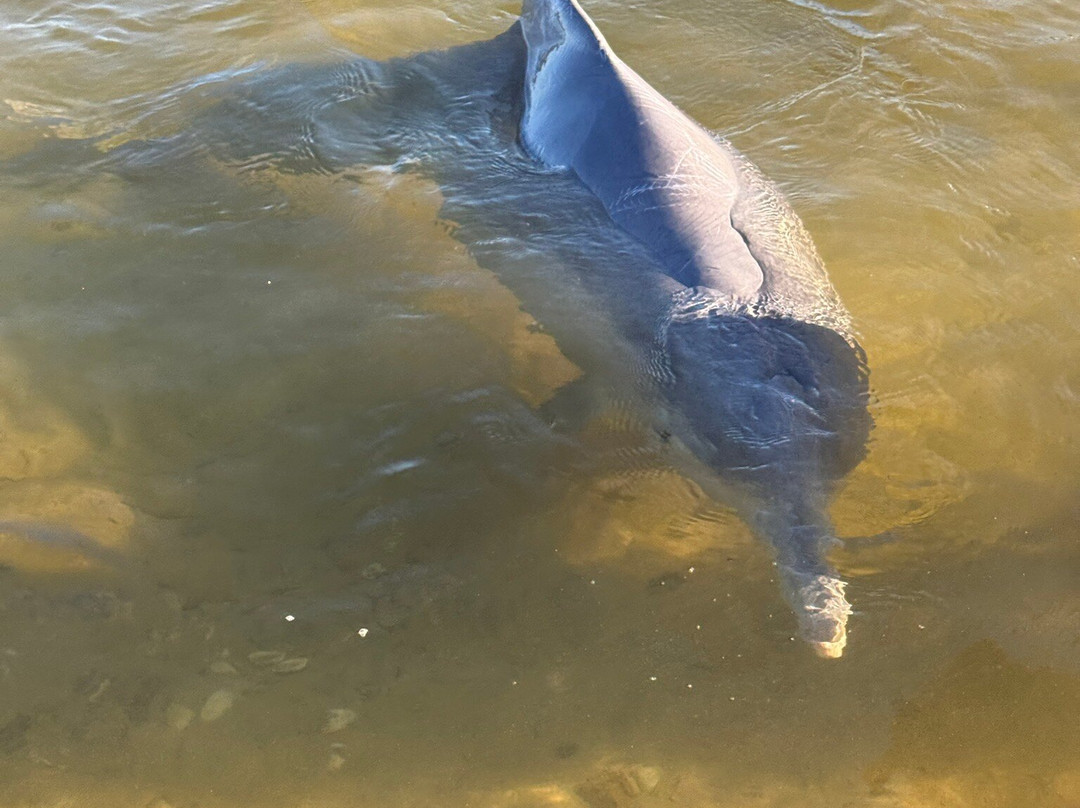 Barnacles Dolphin Centre-Tin Can Bay必去景点