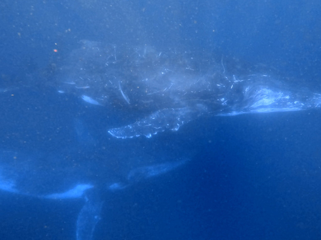 Tweed Gold Coast Dive Charters-堤维德岬必去景点