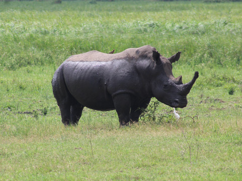 Epic Uganda Vacation-坎帕拉必去景点