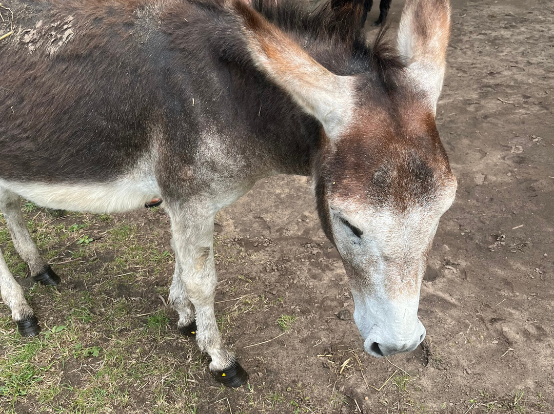 Woodlands Alpaca Farm-沃灵顿必去景点