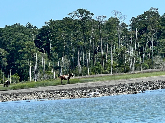 Chincoteague Island Adventures-钦科蒂格岛必去景点
