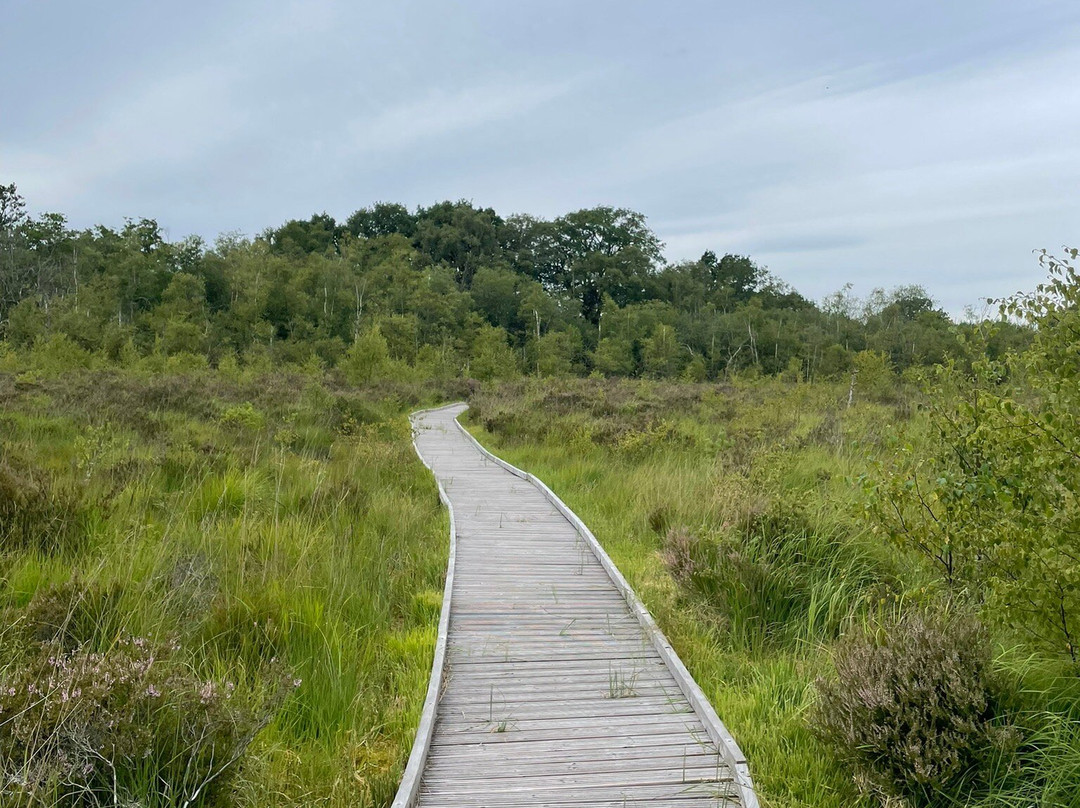 Cors Y Llyn  National Nature Reserve-Builth Wells必去景点