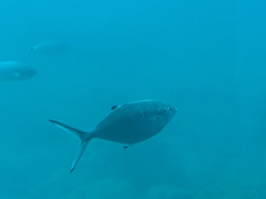 Yellow Submarine-罗德城必去景点