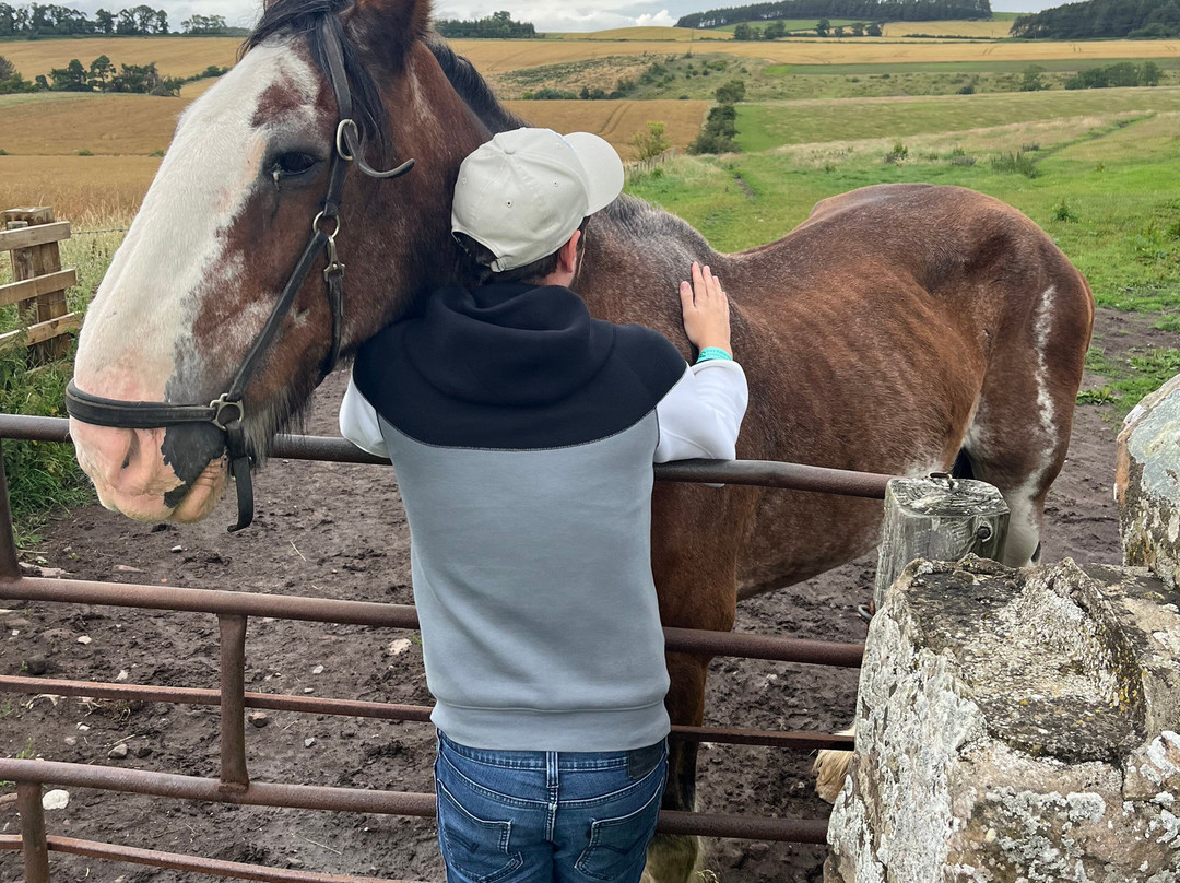 Hay Farm Heavy Horse Centre-特威德河畔贝里克必去景点