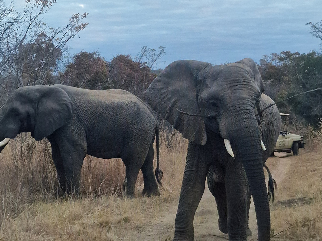 Honeyguide Ranger Camp-Entabeni Game Reserve必去景点