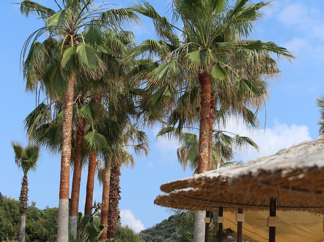 Breeze Beach Bar-新派拉莫斯必去景点