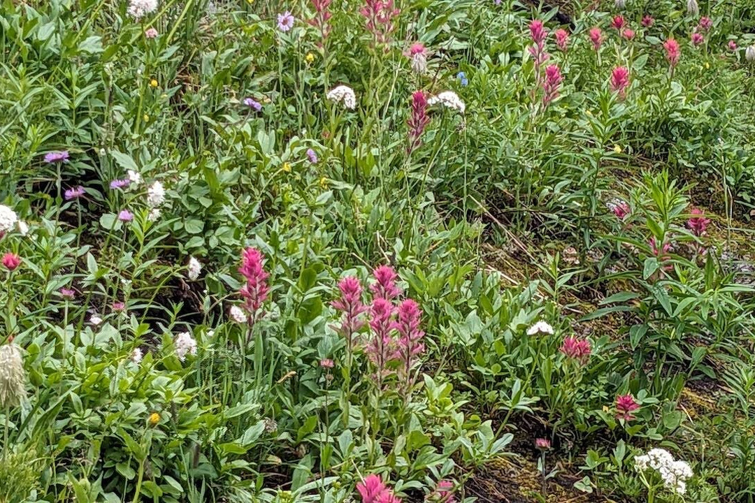 Banff Sunshine Meadows-班夫必去景点