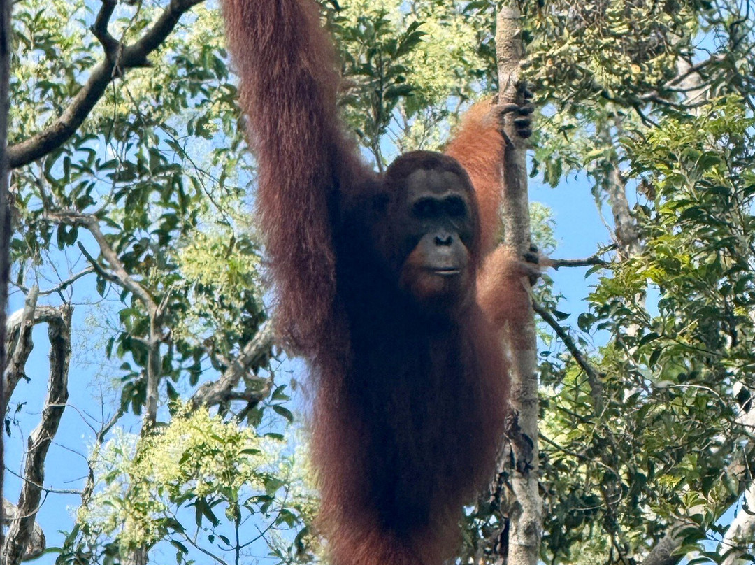 Orangutan Applause - Day Tours-Pangkalan Bun必去景点