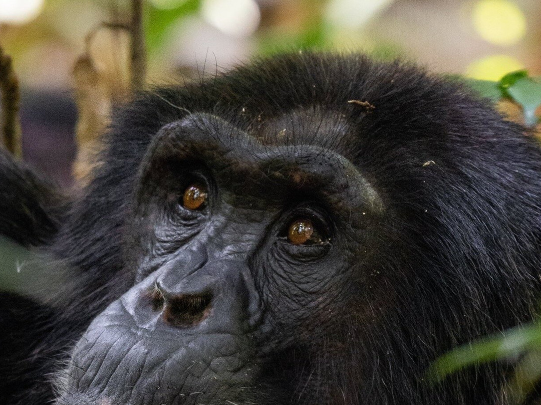 Munda Africa Adventure | Gorilla Trekking & Wildlife Safaris