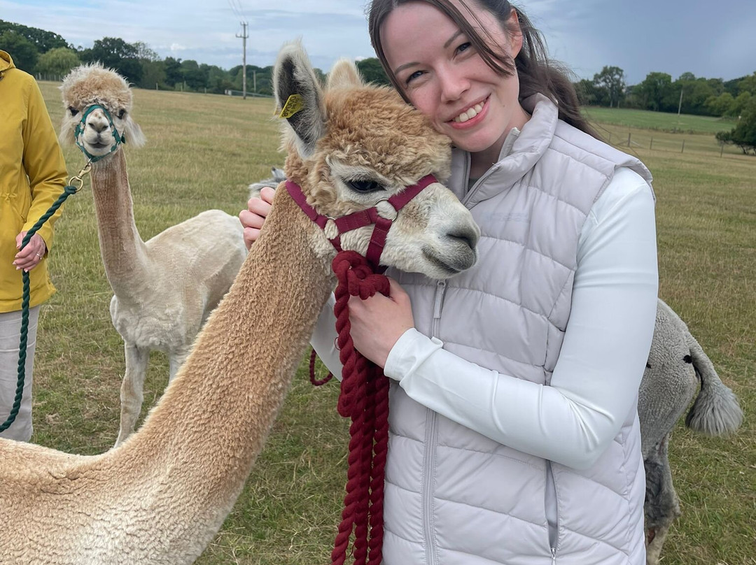 Alpaca Adventure Shaftesbury Dorset-沙夫茨伯里必去景点
