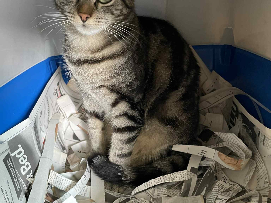 De Poezenboot-阿姆斯特丹必去景点