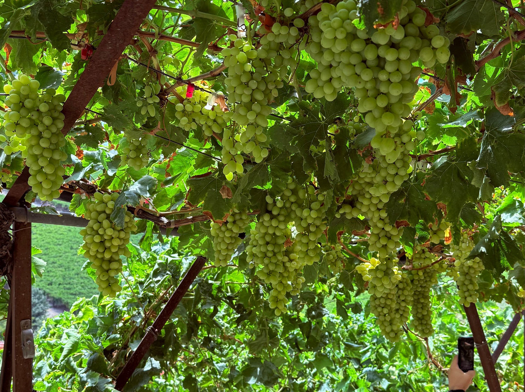 Kriti Allios | Κρήτη Αλλιώς-伊拉克利翁必去景点