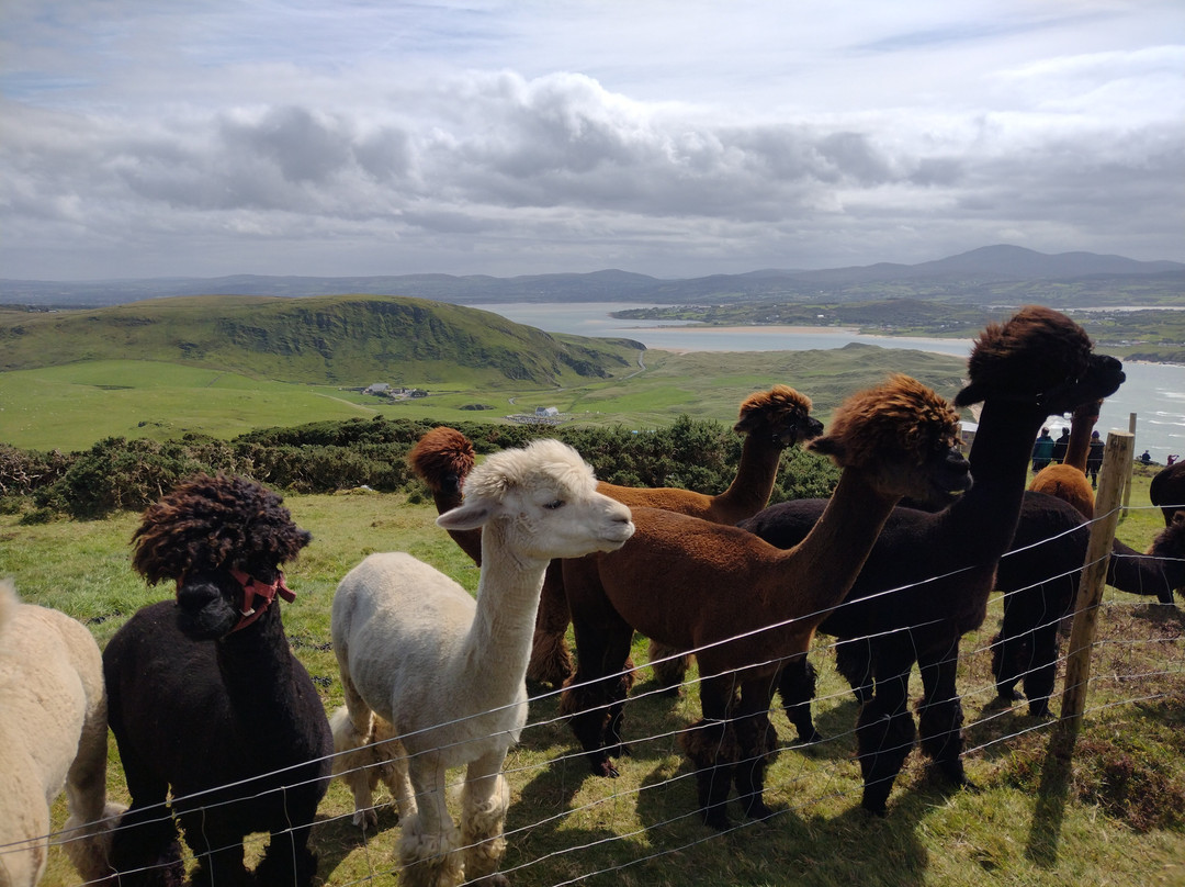 Wild Alpaca Way-Malin Head必去景点