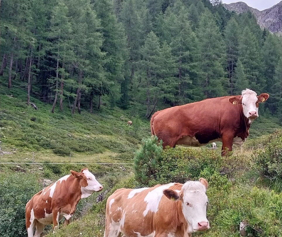 Steinzger Montal Alm