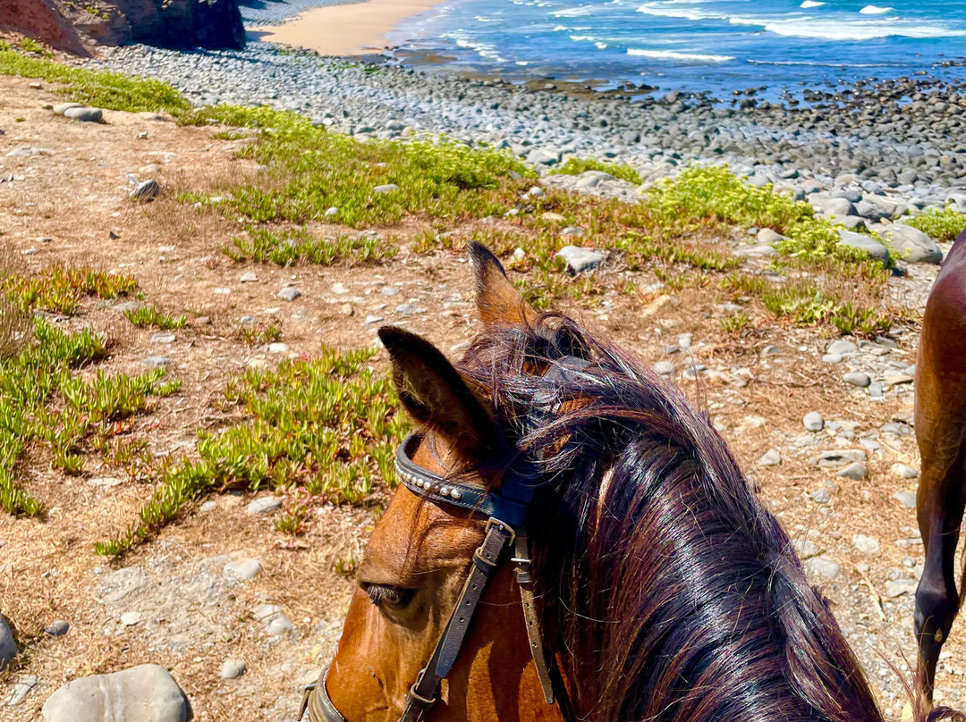 Horse Adventure Tours-Aljezur必去景点