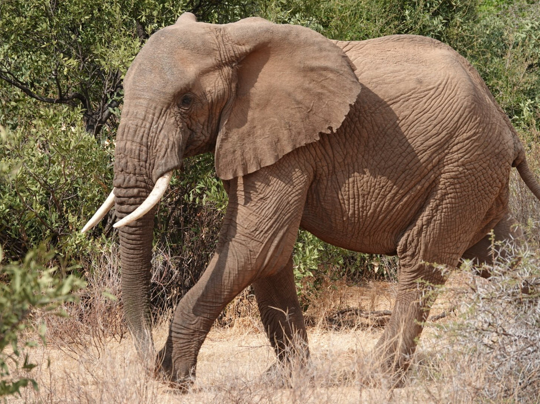 Avadan Safaris Ltd-内罗毕必去景点