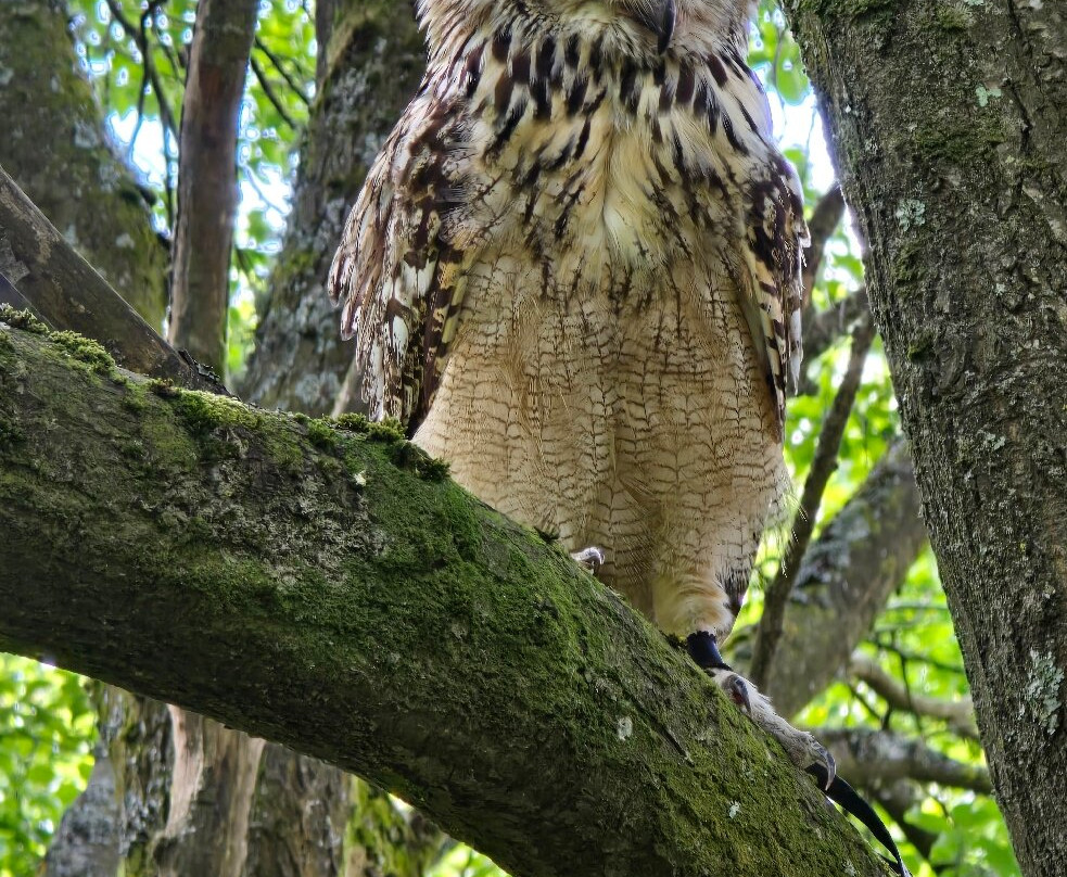 Elite Falconry-Kirkcaldy必去景点