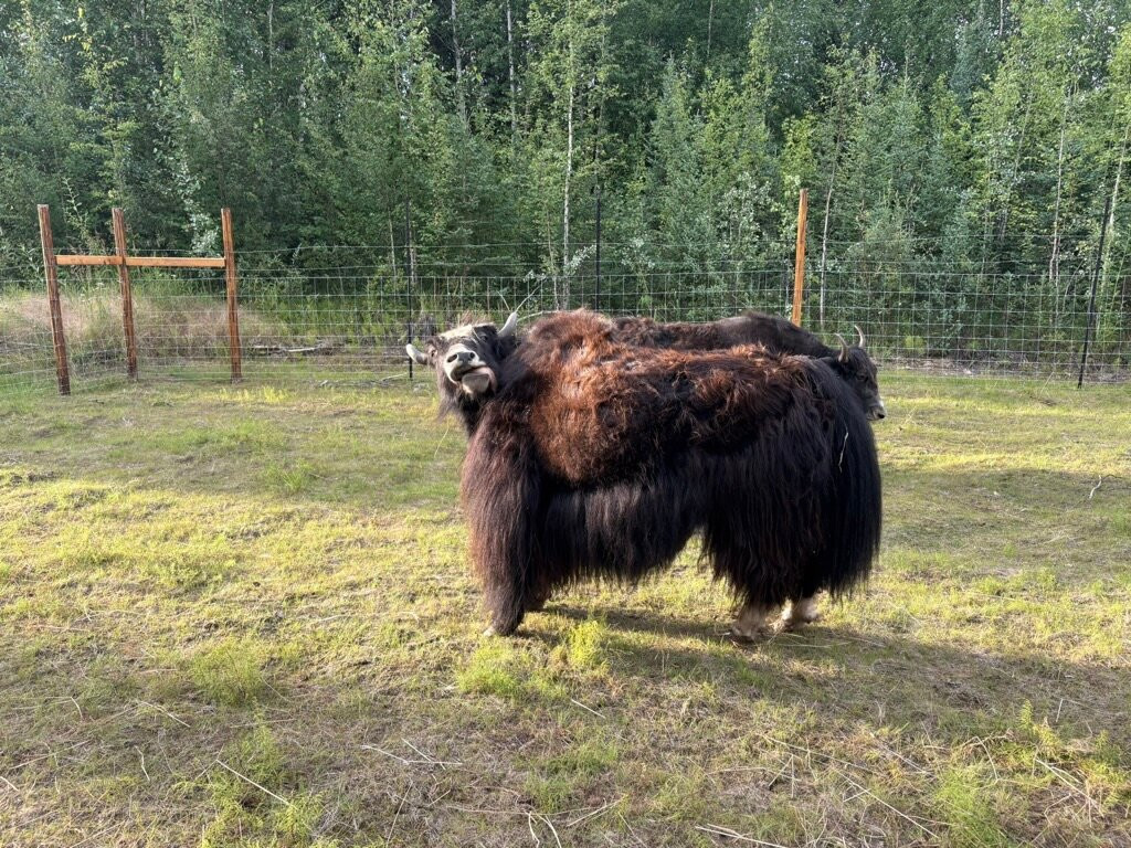 Mammut Mountain Yak Farm-Two Rivers必去景点