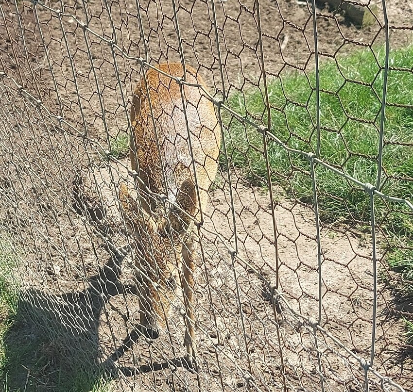 Hillside Animal Sanctuary-Frettenham必去景点
