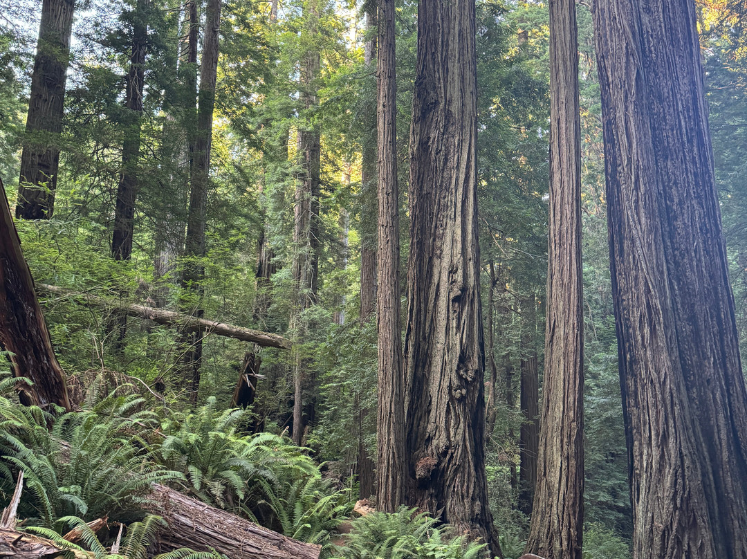 Trillium Falls Hike-Orick必去景点