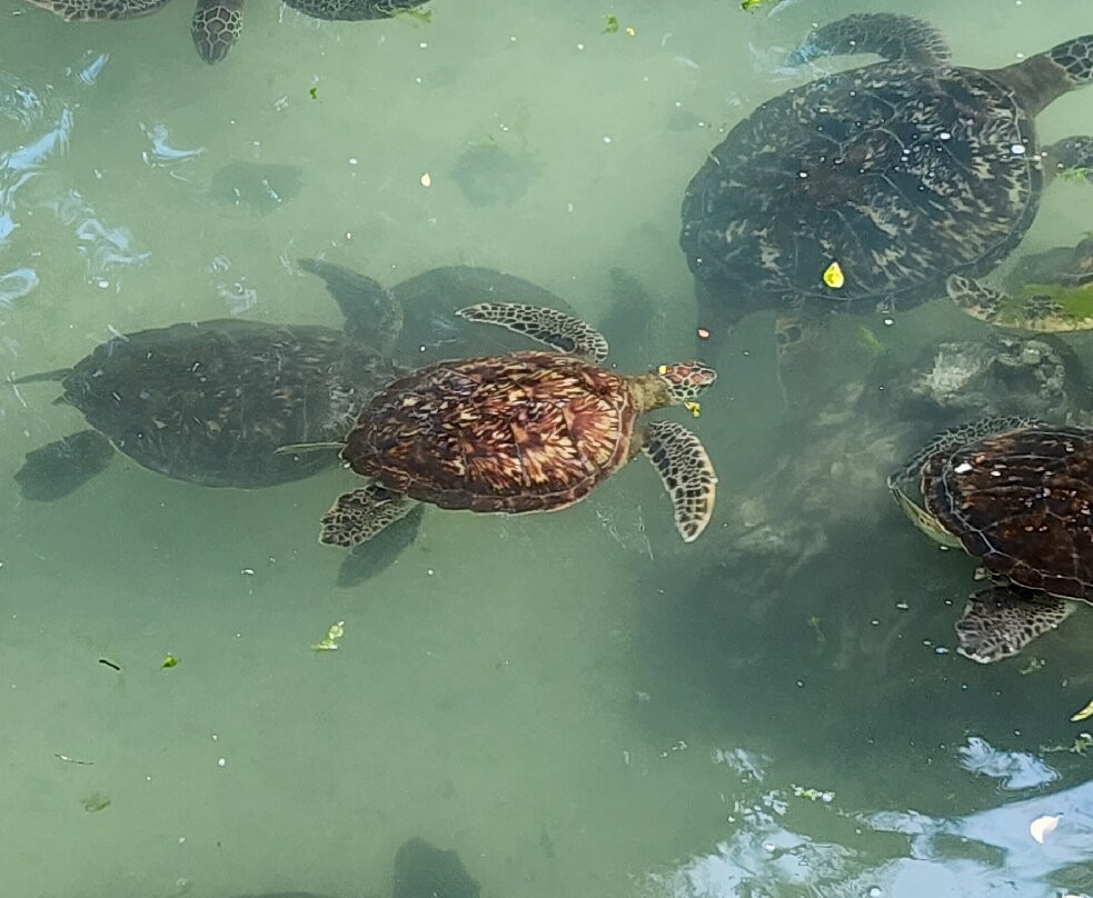 Baraka Natural Aquarium-孥归必去景点