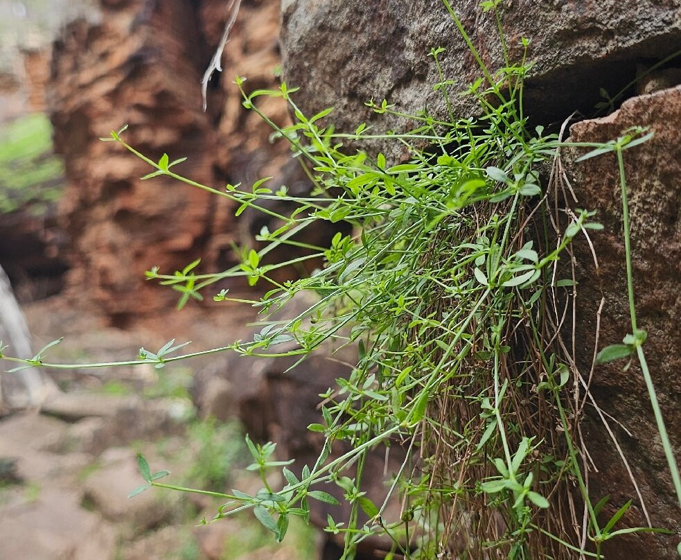 Alligator Gorge-Wilmington必去景点