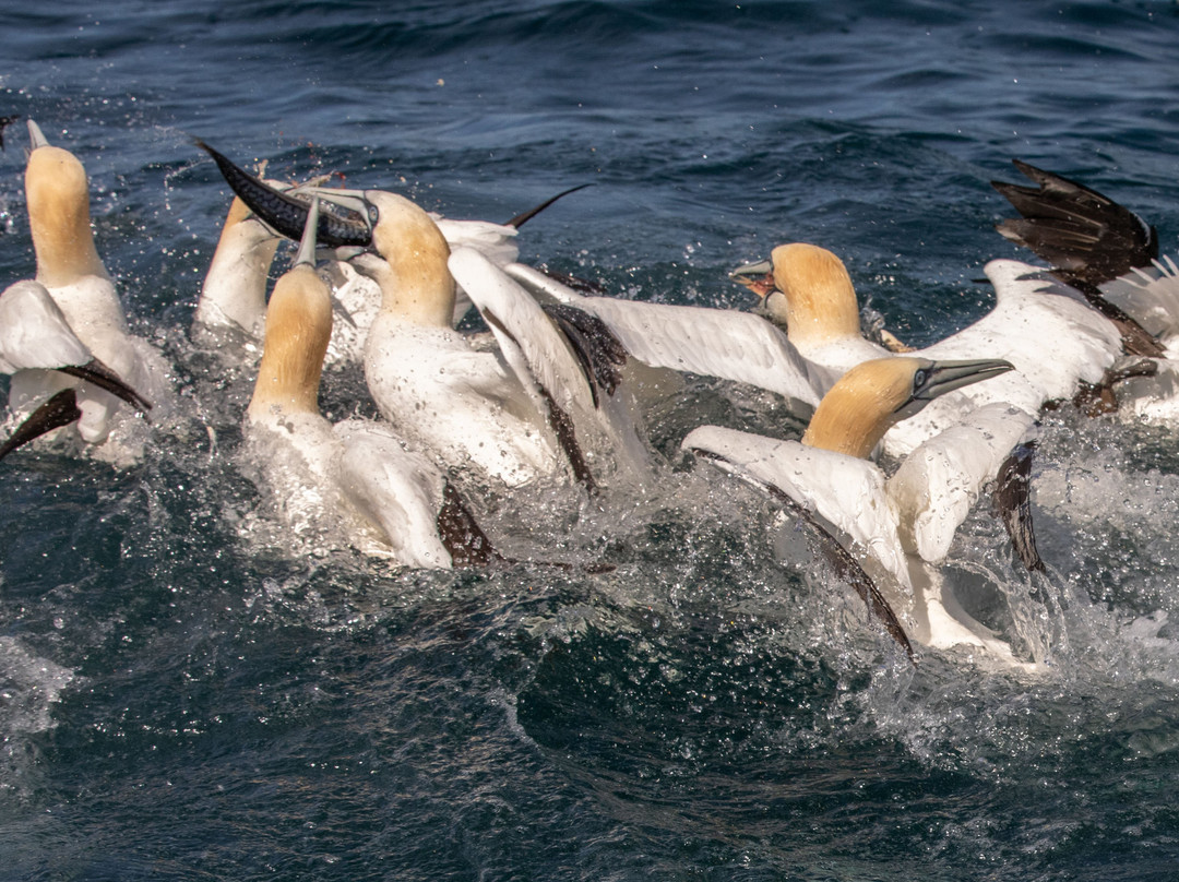 Shetland Seabird Tours - The Noss Boat-Lerwick必去景点