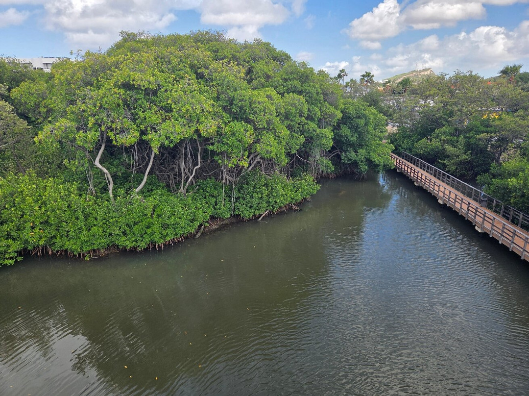 Curaçao Rif Mangrove Park