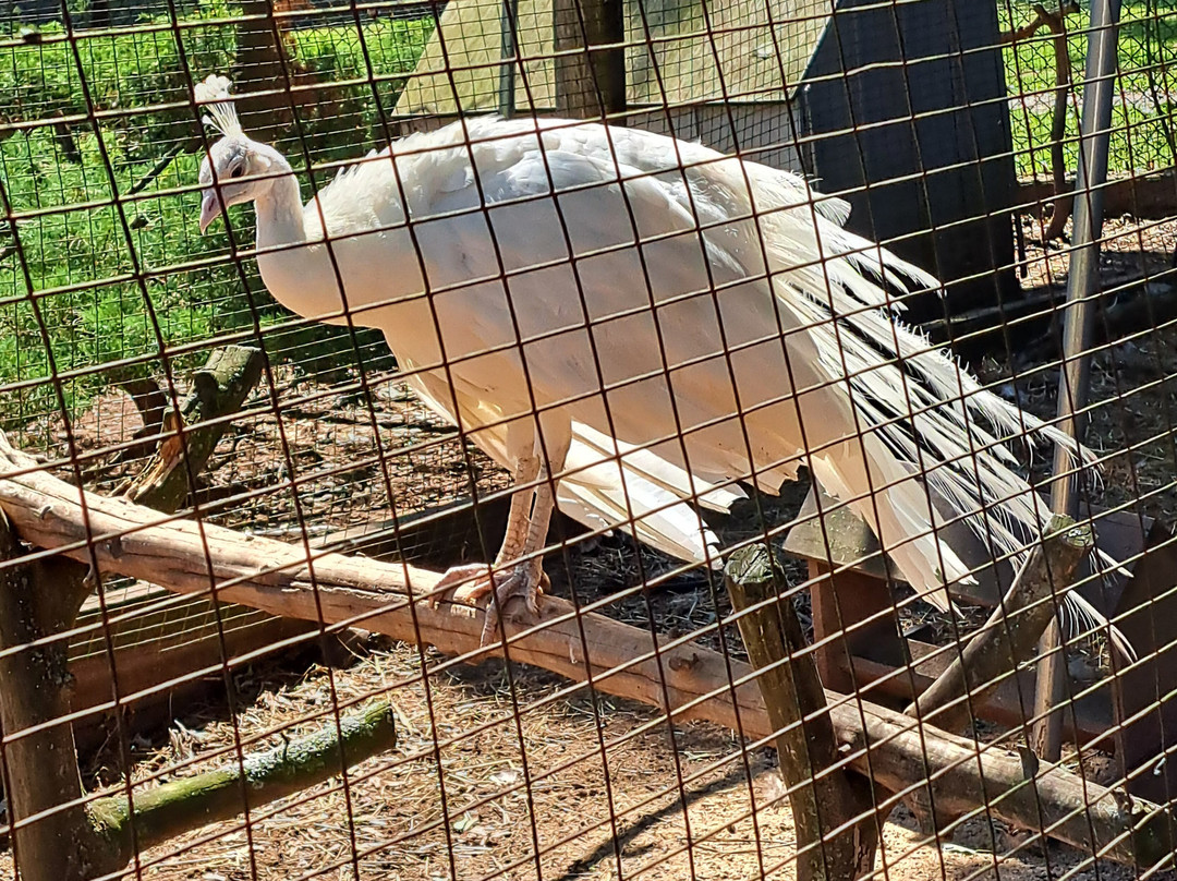 Wickham Park-曼彻斯特必去景点