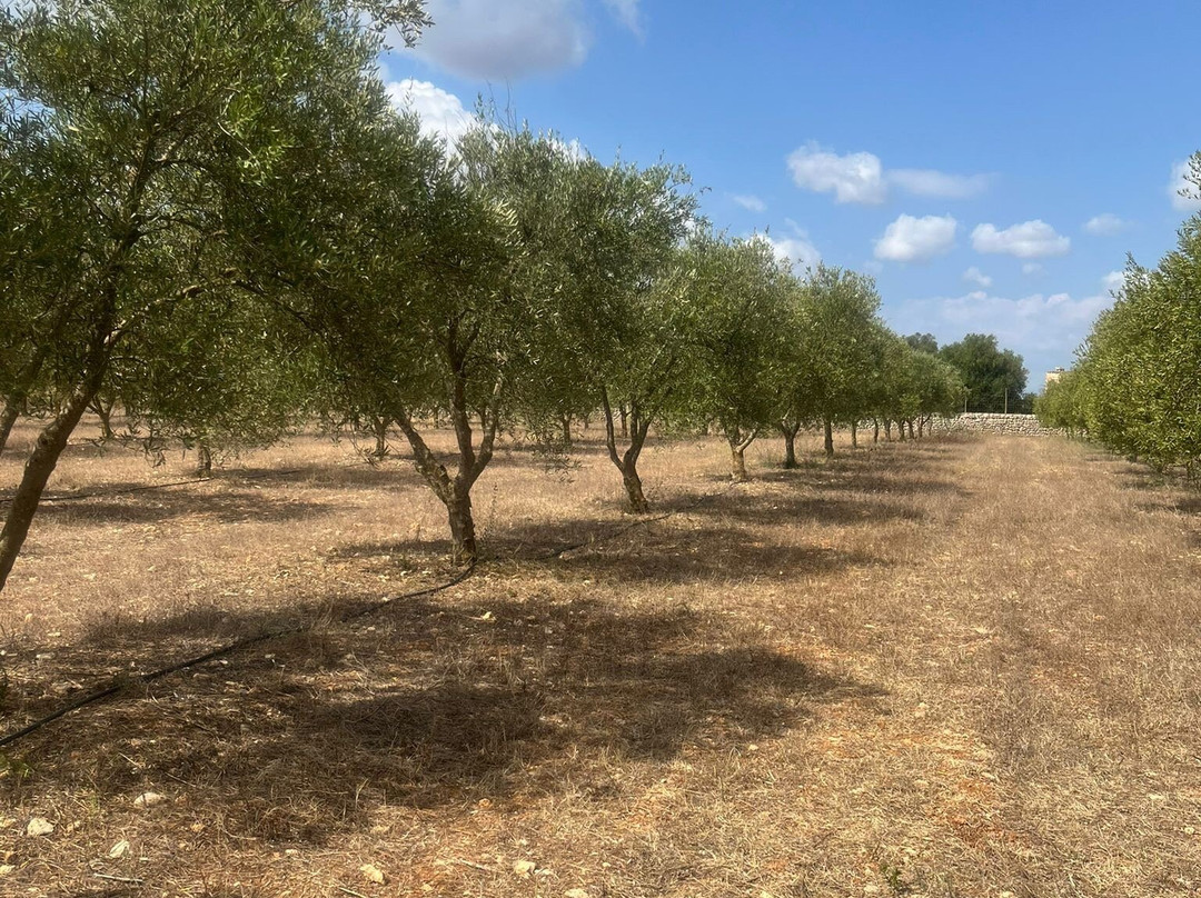 Oliveraie Casa Limbella-Algaida必去景点