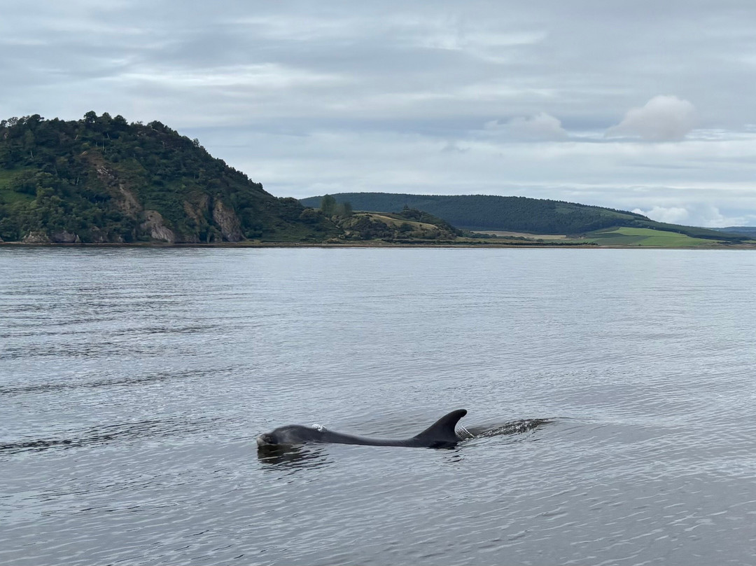 Dolphin Trips Avoch-Avoch必去景点