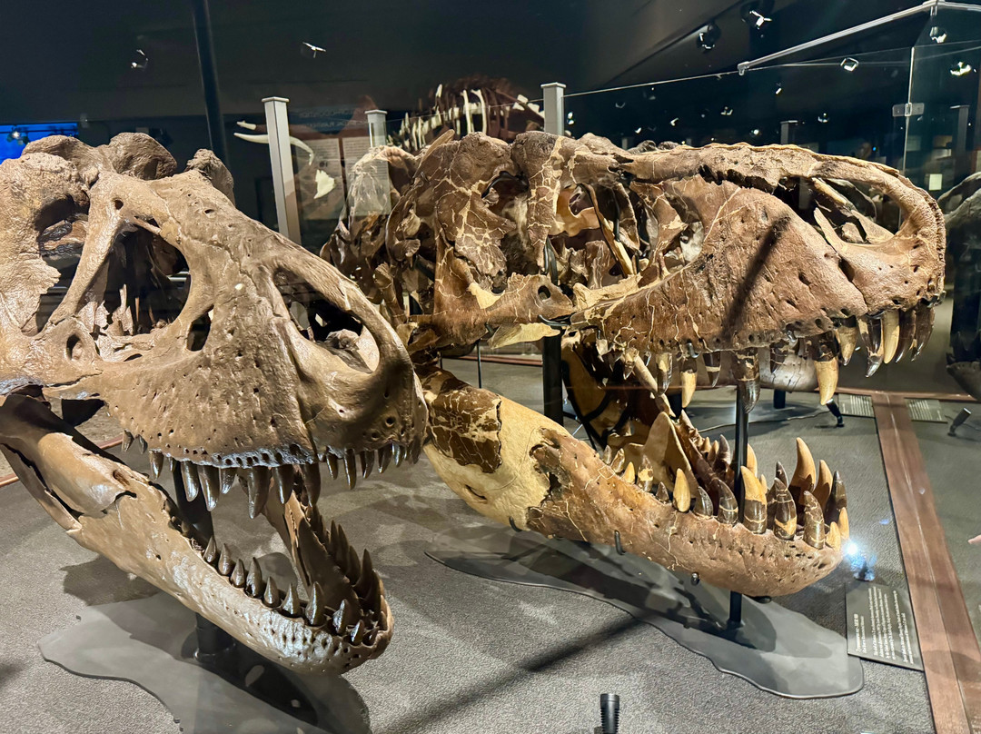 Museum of the Rockies-博兹曼必去景点