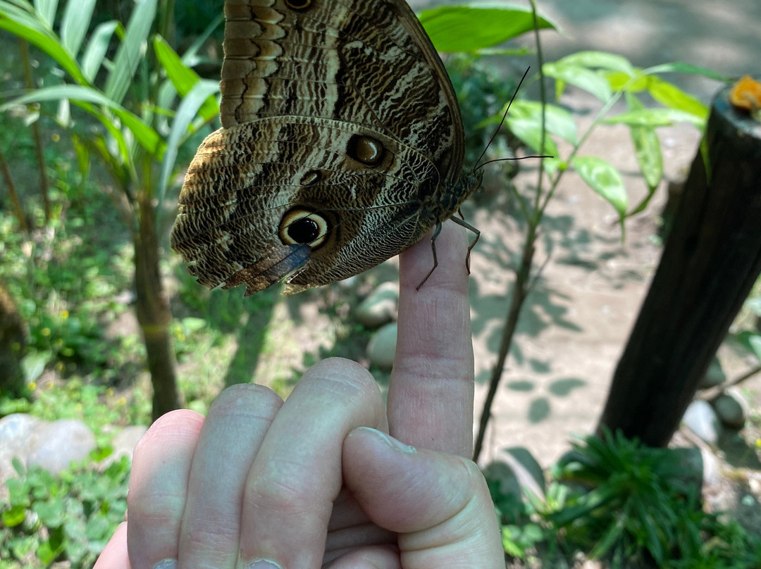 Mariposario De Machupicchu-温泉镇必去景点