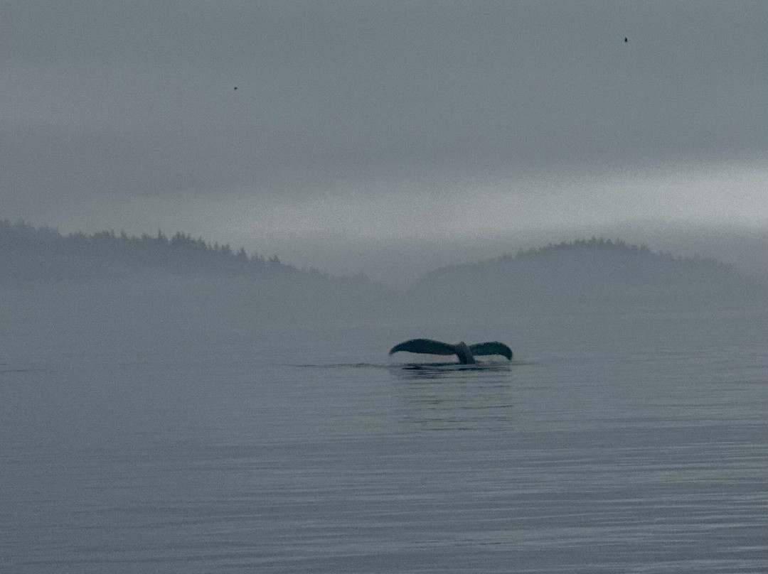 Seasmoke Whale Watching-Alert Bay必去景点