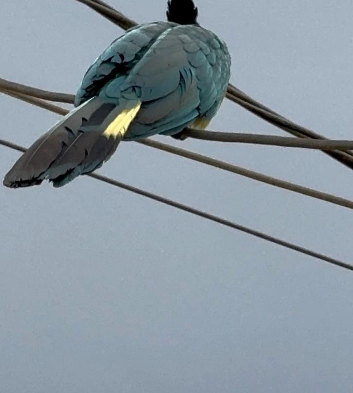 Steadfast Safaris-坎帕拉必去景点