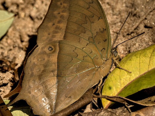 Birding and Educational Tours Rwanda-吉佳利必去景点