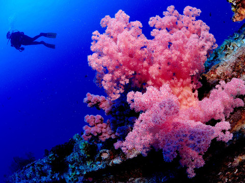 Diving World-大湾必去景点